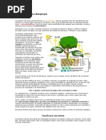 Reino Plantae e célula vegetal.docx