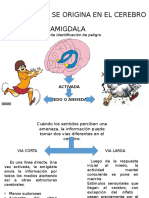 Amigdala Cerebral