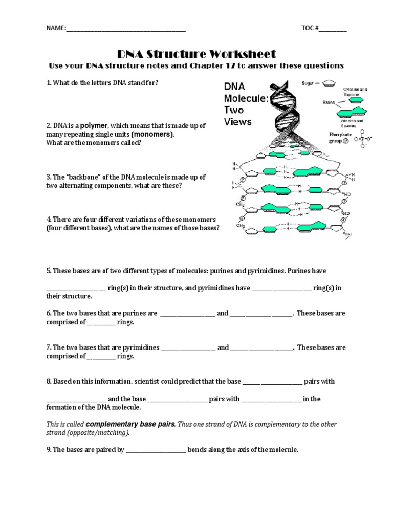 Dna Structure gp13 | PDF