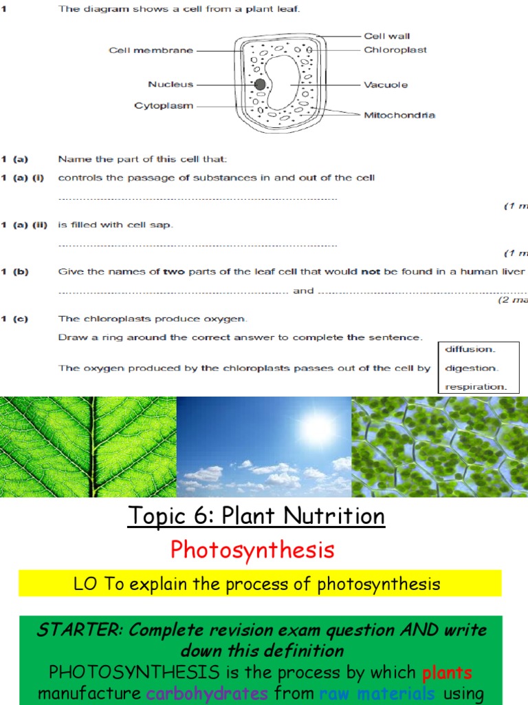 Photosynthesis PDF