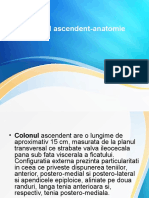 Colonul ascendent-anatomie.ppt