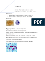 Balantidium Coli en Perros