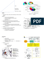 Diencefalo y Telencefalo