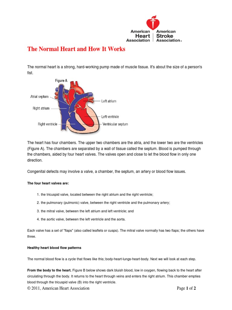The Normal Heart and How It Works | PDF