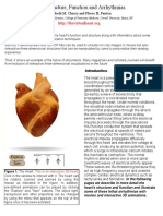 Heart structure