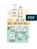 PCR (Polimerase Chain Reaction)