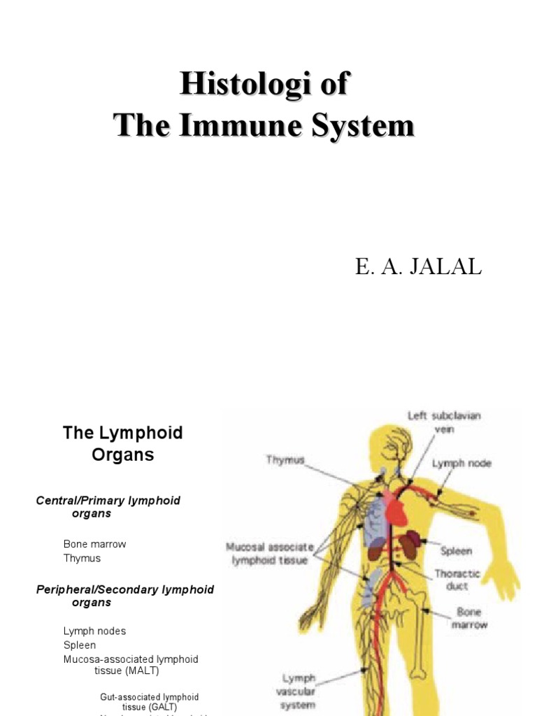 Histology of The Immune System 2010 | PDF