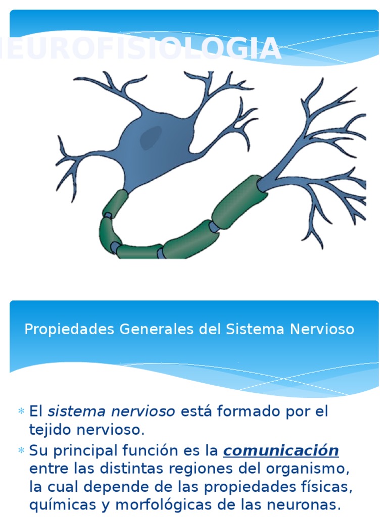 Estructura y Función de la Neurona | PDF | Sinapsis | Neurona