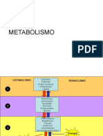 Clase 6 Metabolismo