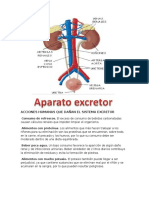 Acciones Humanas Que Dañan El Sistema Excretor