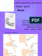 Brazo Anatomia