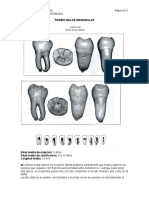 Primer Molar Mandibular