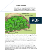 Struktur Kloroplas