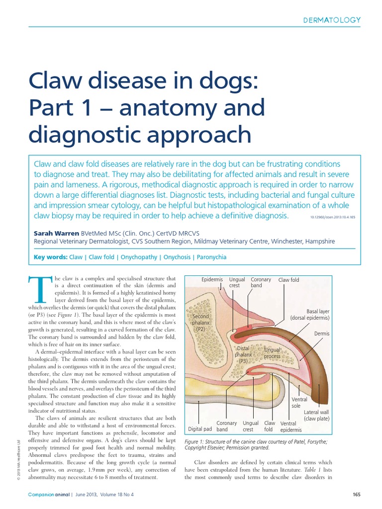2013 Claw Disease in Dogs Part 1 Anatomy and Diagnostic Approach