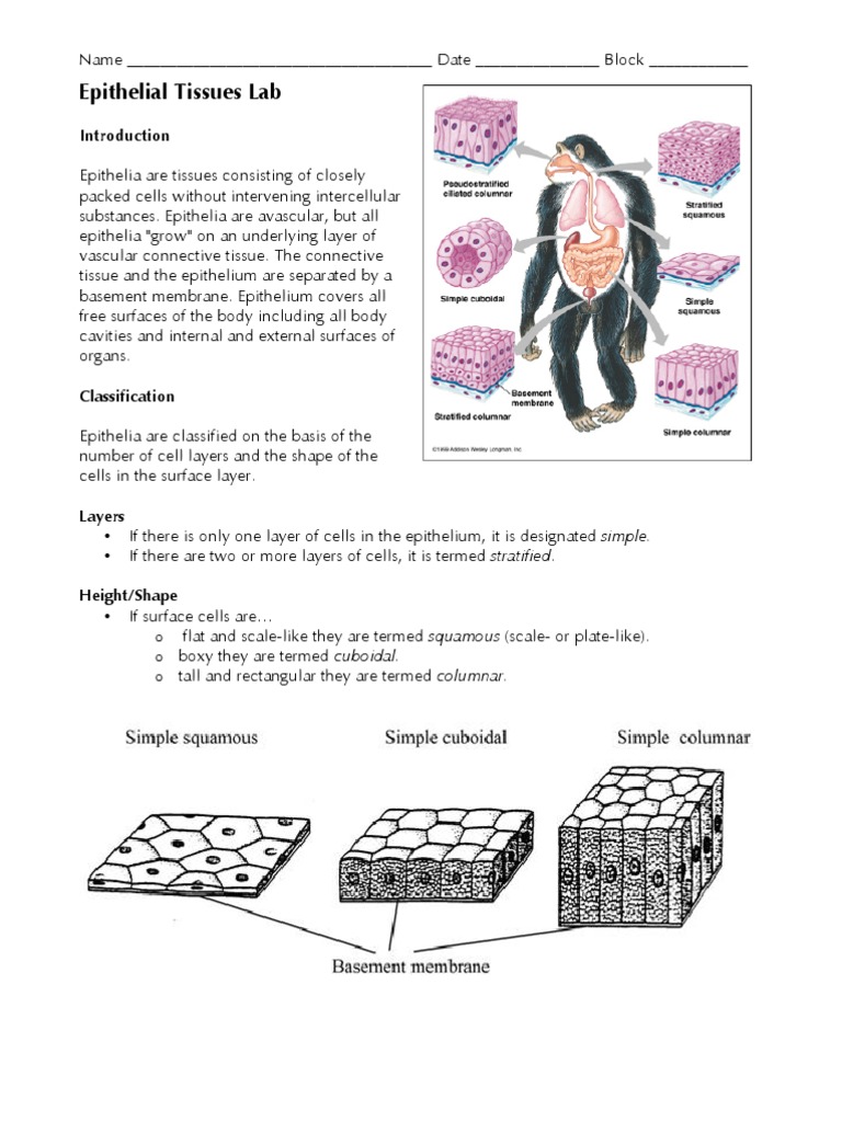 Epithelial Tissues Lab | Epithelium | Tissue (Biology)