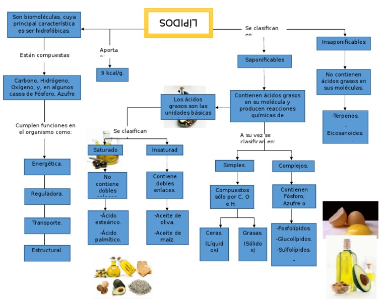 Mapa Conceptual de Lípidos