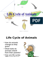 Life Cycles of Animals Report