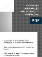 Cavidades Corporales Mesenterios y Diafragma