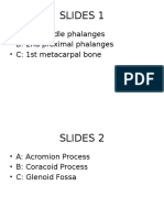 Slides 1: - A: 4th Middle Phalanges - B: 2nd Proximal Phalanges - C: 1st Metacarpal Bone
