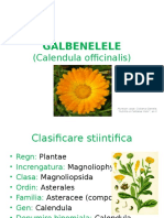 Calendula Officinalis