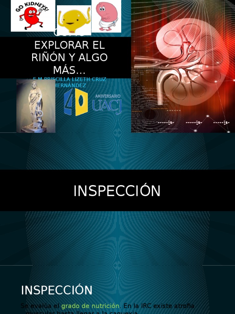 Exploracion del riñon | Mano | Riñón
