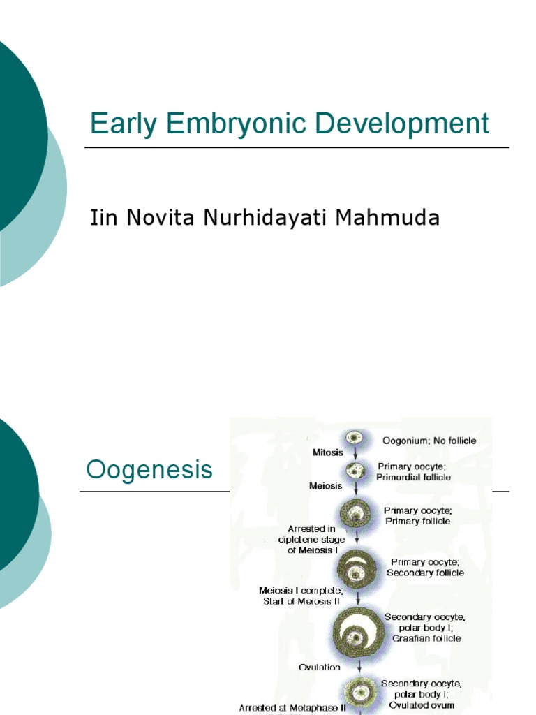 Early Embryonic Development | PDF | Implantation (Human Embryo ...