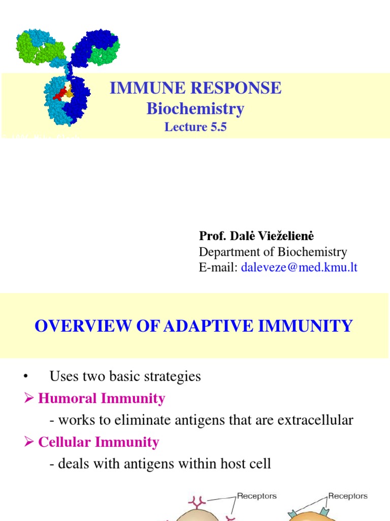 Understanding Immune Response Mechanisms | PDF | Antibody | T Cell