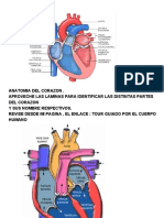 11 Anatomia Cardiaca