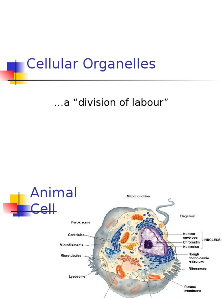 Cellular Organelles | Cell (Biology) | Cell Membrane