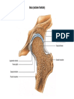 Anca Sezione Frontale