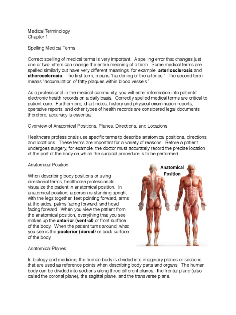 Overview of Anatomical Positioning | PDF | Anatomical Terms Of Location ...