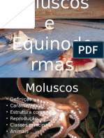 Equinodermas e Moluscos