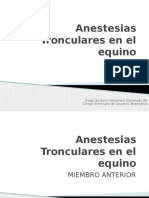 Anestesias tronculares en el equino: bloqueos nerviosos del miembro anterior y posterior