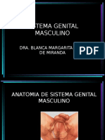 Clase de Genital Masculino