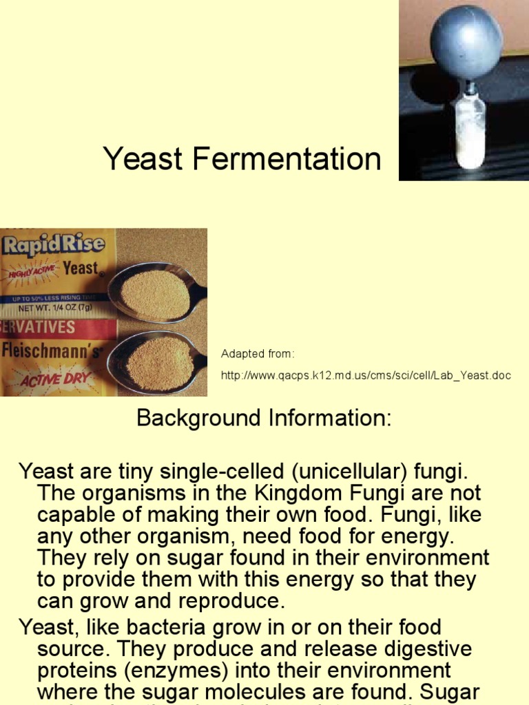 Yeast Fermentation Lab (1) Fermentation Yeast