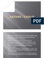 morfologi batang