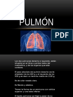 Pulmón