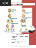 Download PRCTICA I MITOSIS Y MEIOSIS by katheryn SN305893584 doc pdf
