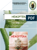  Hemiptera