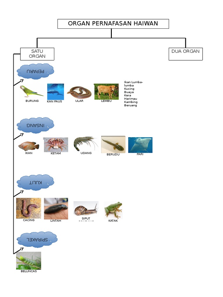 Organ Pernafasan Haiwan Pdf