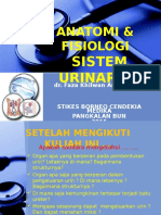 Anfis Sistem Urologi