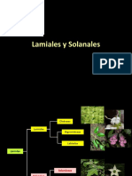 Lamiales y Solanales: órdenes y familias de plantas