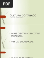 Cultura Do Tabaco