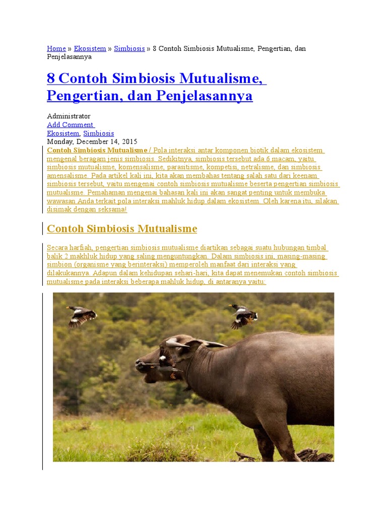 Download 1010 Foto Gambar Burung Oxpecker Dan Zebra Paling Keren