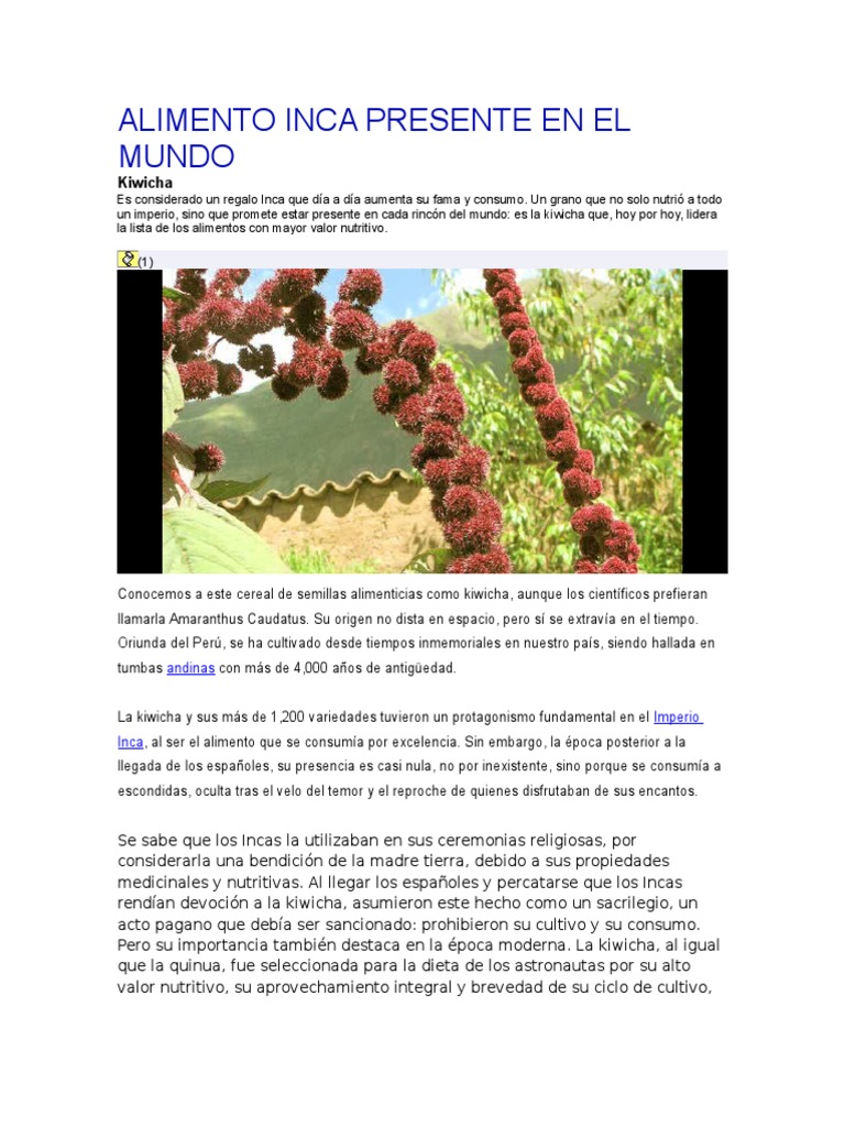 Alimento Inca Presente en El Mundo | PDF | Cebada | Cultivos