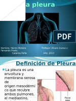 Pleura