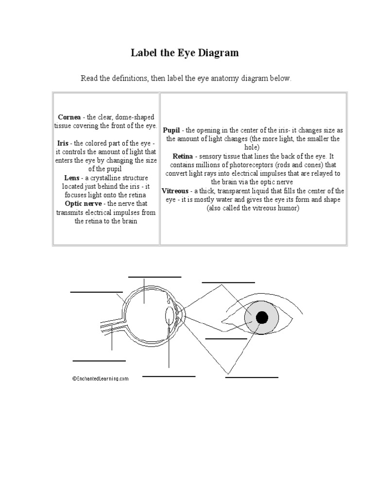 Anatomy of The Eye Worksheet PDF Eye Retina