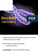 Barr Body