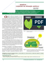 A deficiência de magnésio afeta o transporte de sacarose