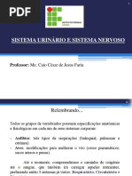  Sistema Urinário